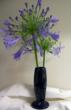 Simply beautiful - an authentic fiesta vase with brilliant blue agapanthus makes a stunning yet simple cut-flower arrangement. Photo by Marty Mason. Check out Marty’s blog at Martysfibermusing.blogspo